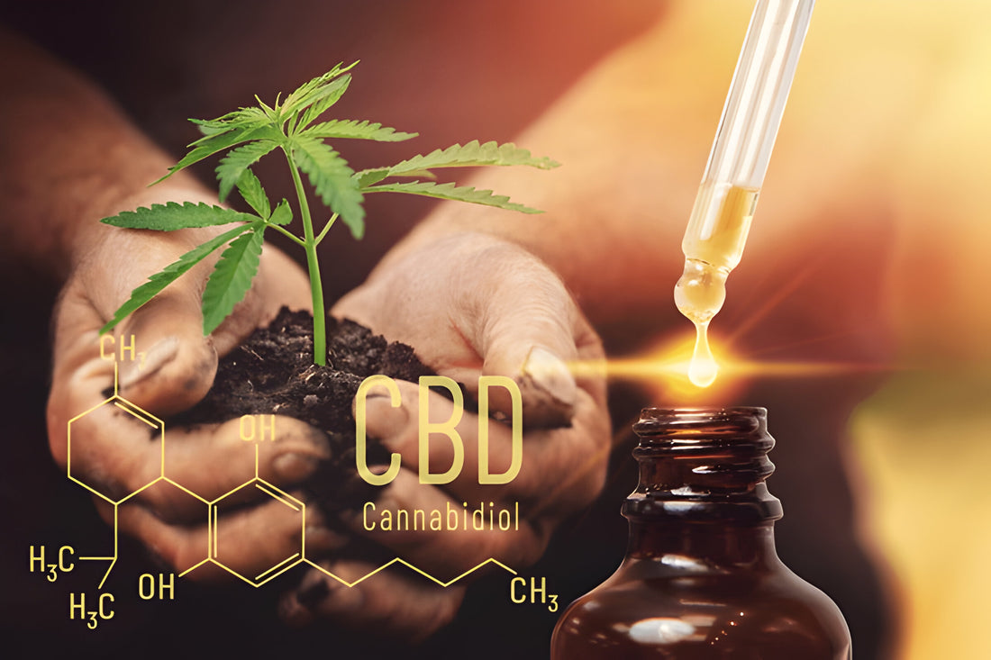 The 2024 Guide to CBD Tinctures: Benefits, Uses, and Best Practices